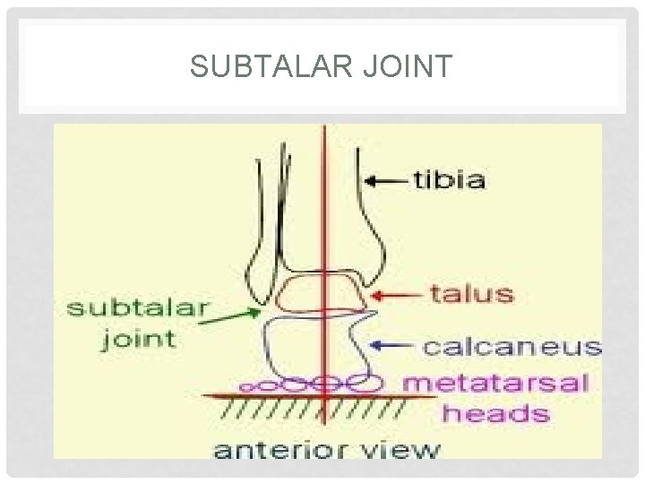 SUBTALAR JOINT SUBTALAR JOINT