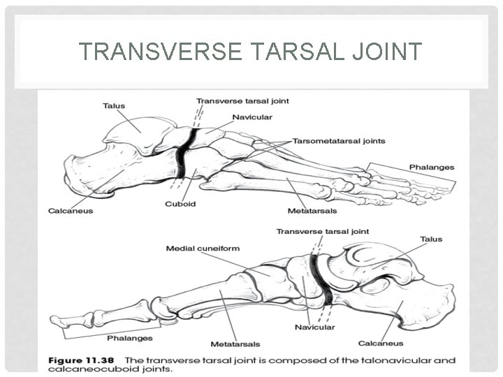 FOOT AND ANKLE JOINTS PALPATIONS ROM JOINTS A — free download