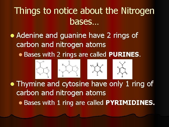Things to notice about the Nitrogen bases… l Adenine and guanine have 2 rings