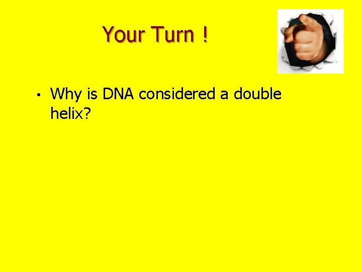 Your Turn ! • Why is DNA considered a double helix? 