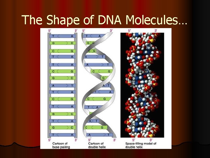 The Shape of DNA Molecules… 
