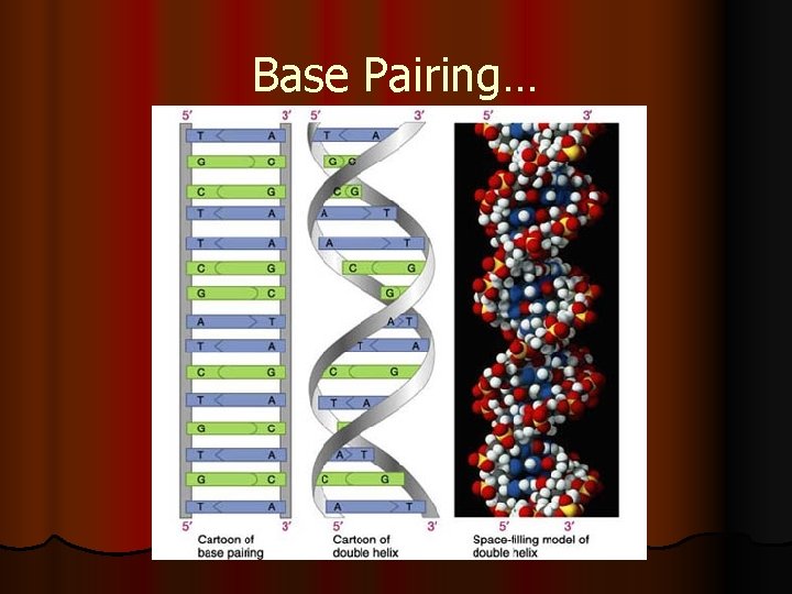 Base Pairing… 