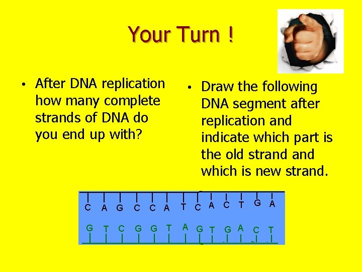 Your Turn ! • After DNA replication how many complete strands of DNA do
