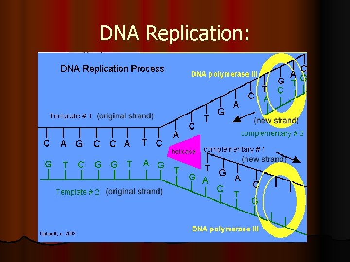 DNA Replication: 