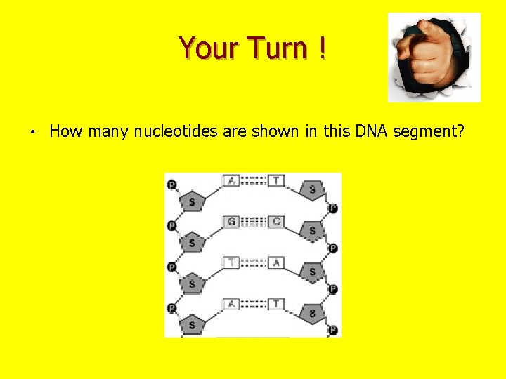 Your Turn ! • How many nucleotides are shown in this DNA segment? 