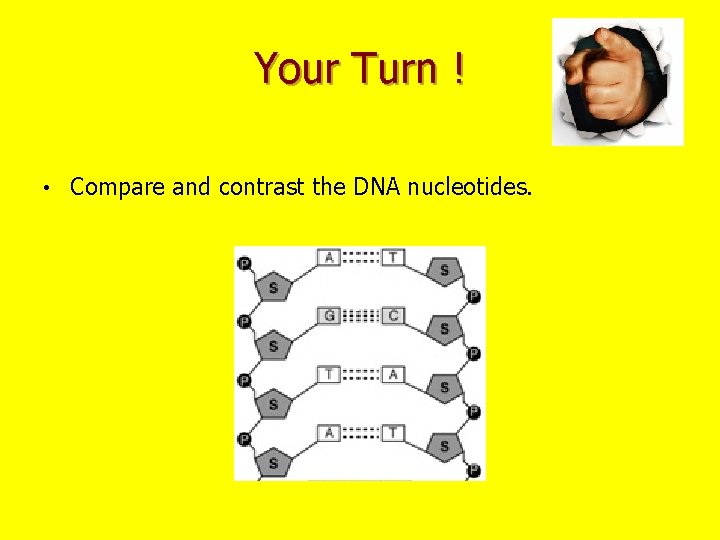 Your Turn ! • Compare and contrast the DNA nucleotides. 