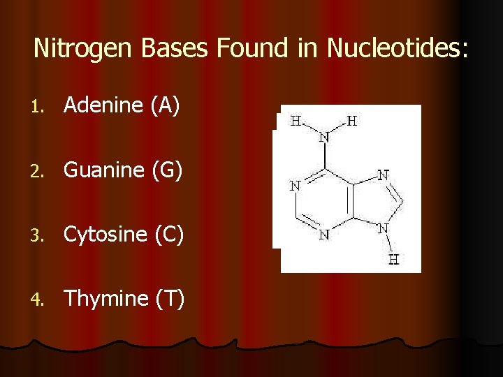 Nitrogen Bases Found in Nucleotides: 1. Adenine (A) 2. Guanine (G) 3. Cytosine (C)