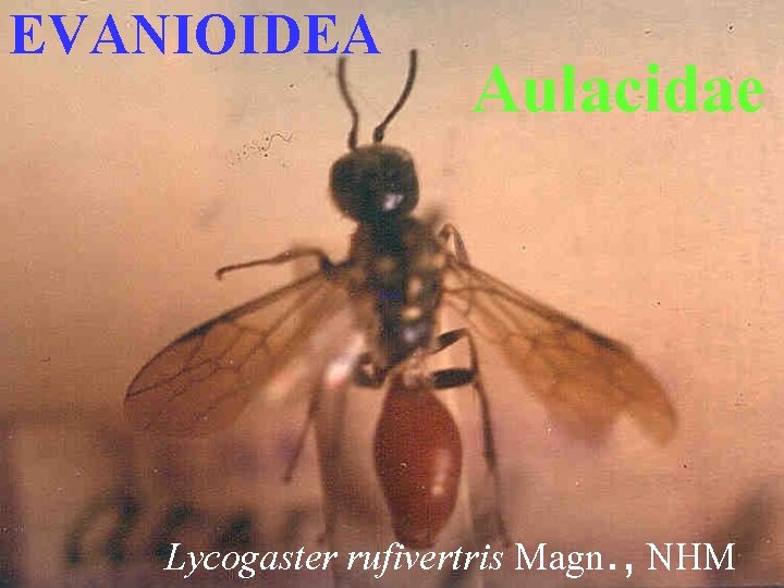 EVANIOIDEA Aulacidae Lycogaster rufivertris Magn. , NHM 