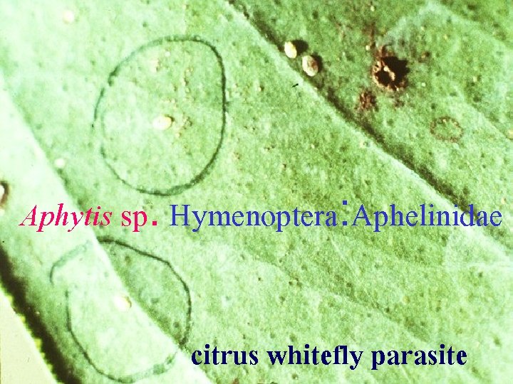 Aphytis sp. Hymenoptera: Aphelinidae citrus whitefly parasite 