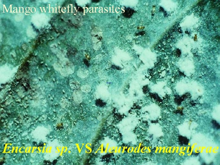Mango whitefly parasites Encarsia sp. VS Aleurodes mangiferae 