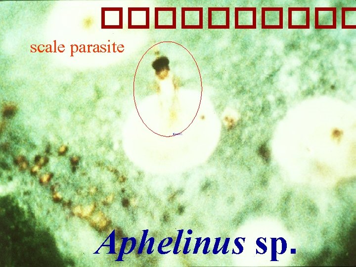 ����� scale parasite Aphelinus sp. 