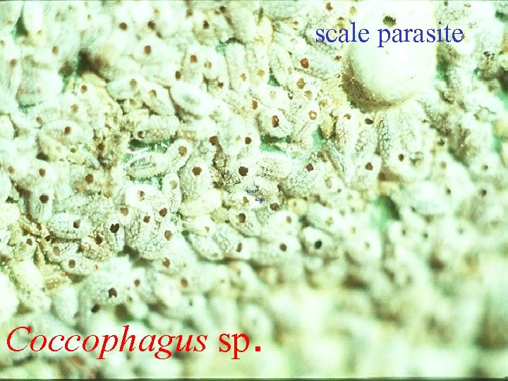 scale parasite Coccophagus sp. 
