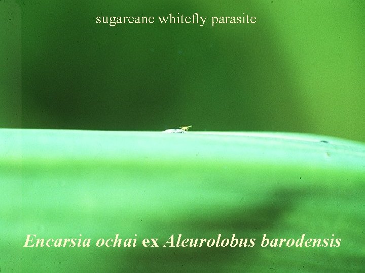 sugarcane whitefly parasite Encarsia ochai ex Aleurolobus barodensis 