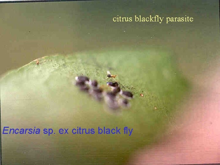 citrus blackfly parasite Encarsia sp. ex citrus black fly 