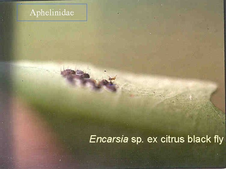 Aphelinidae Encarsia sp. ex citrus black fly 