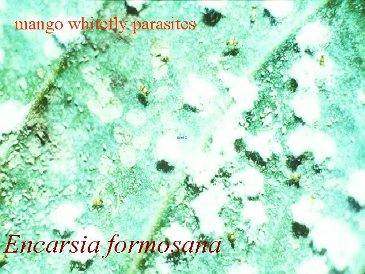 mango whitefly parasites Encarsia formosana 