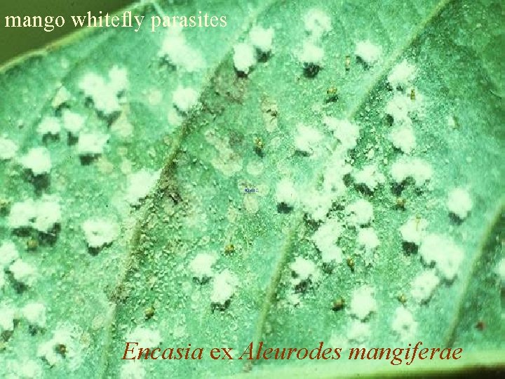 mango whitefly parasites Encasia ex Aleurodes mangiferae 