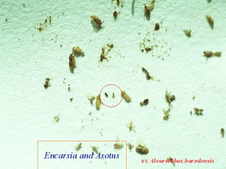 Encarsia and Asotus ex Aleurolobus barodensis 