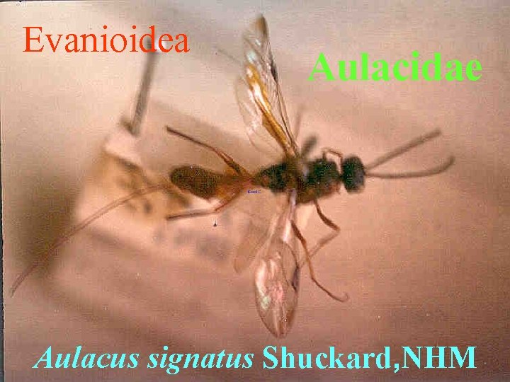 Evanioidea Aulacidae Aulacus signatus Shuckard, NHM 