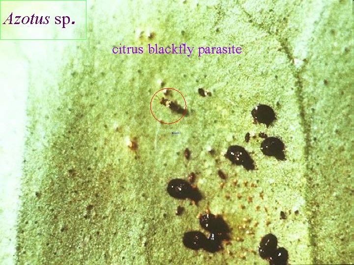 Azotus sp. citrus blackfly parasite 