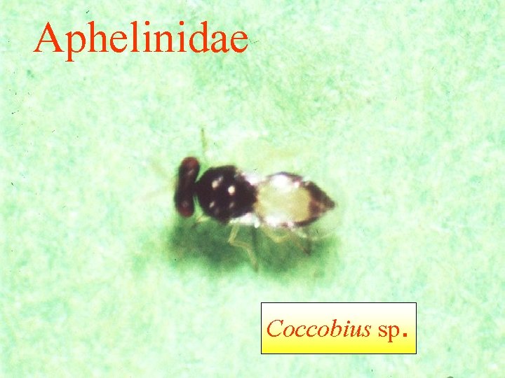 Aphelinidae Coccobius sp. 