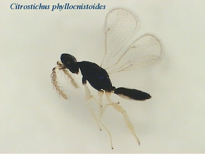 Citrostichus phyllocnistoides 