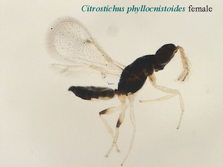 Citrostichus phyllocnistoides female 