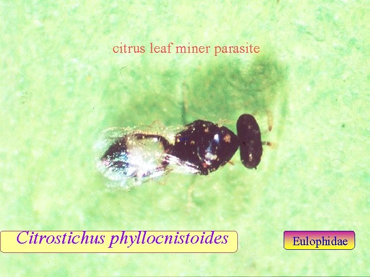 citrus leaf miner parasite Citrostichus phyllocnistoides Eulophidae 