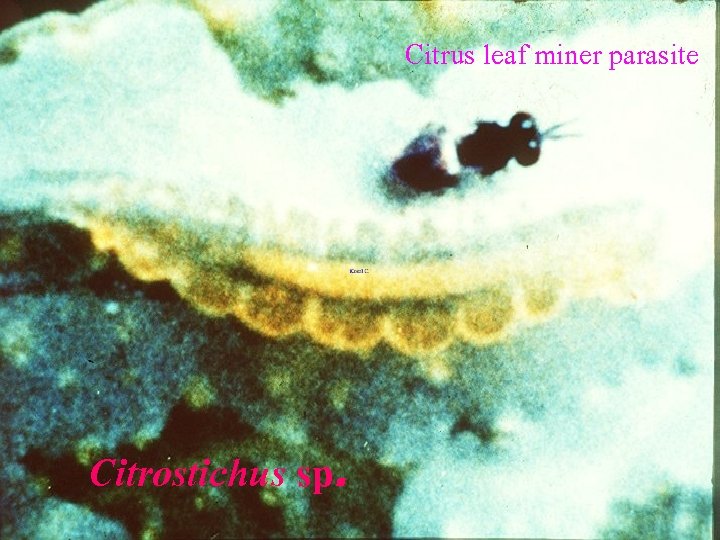 Citrus leaf miner parasite Citrostichus sp. 