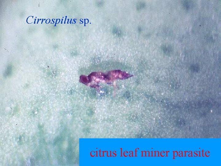 Cirrospilus sp. citrus leaf miner parasite 