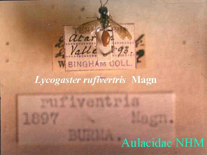 Lycogaster rufivertris Magn Aulacidae NHM 