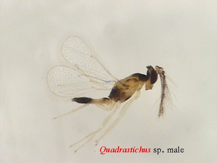 Quadrastichus sp. male 