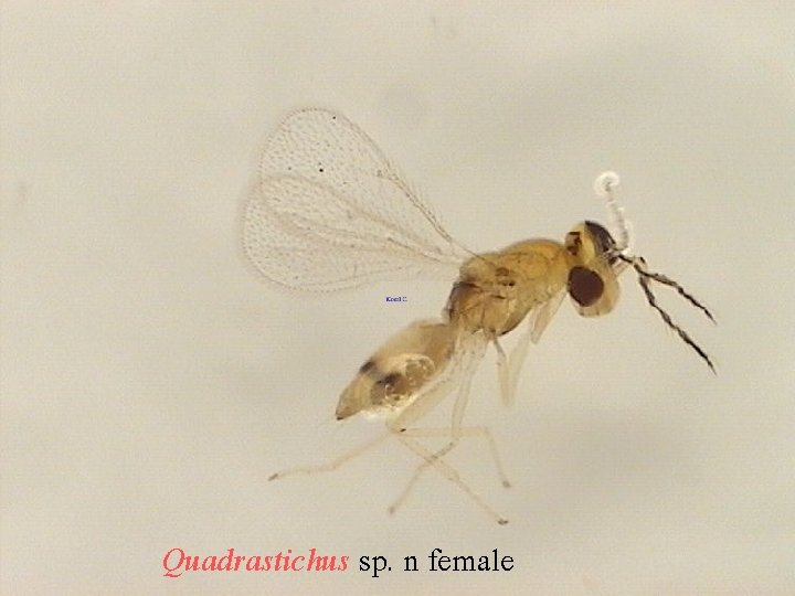 Quadrastichus sp. n female 