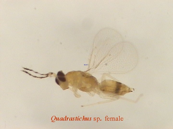 Quadrastichus sp. female 