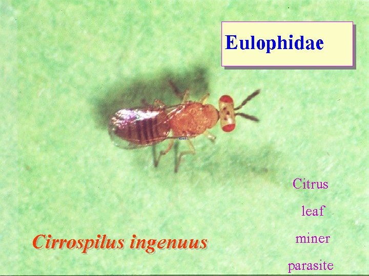 Eulophidae Cirrospilus ingenuus Citrus leaf miner parasite 