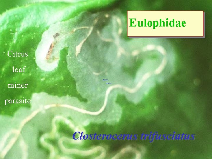 Eulophidae Citrus leaf miner parasite Closterocerus trifusciatus 