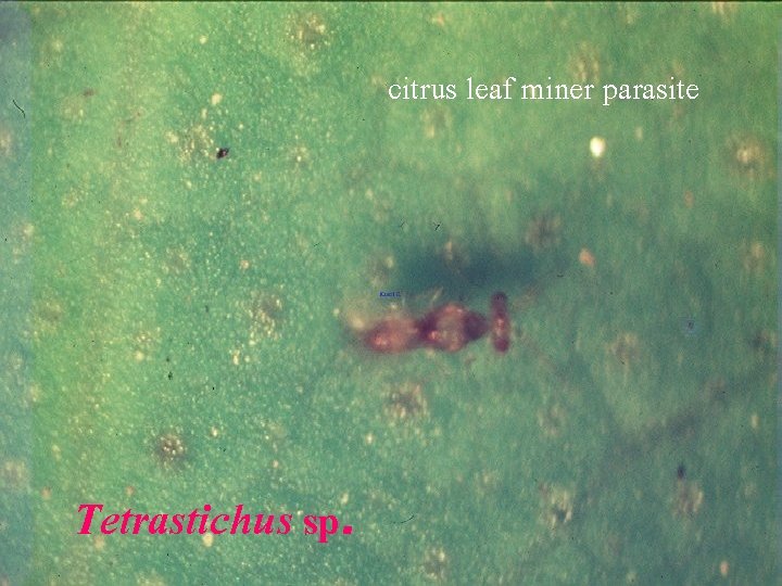 citrus leaf miner parasite Tetrastichus sp. 