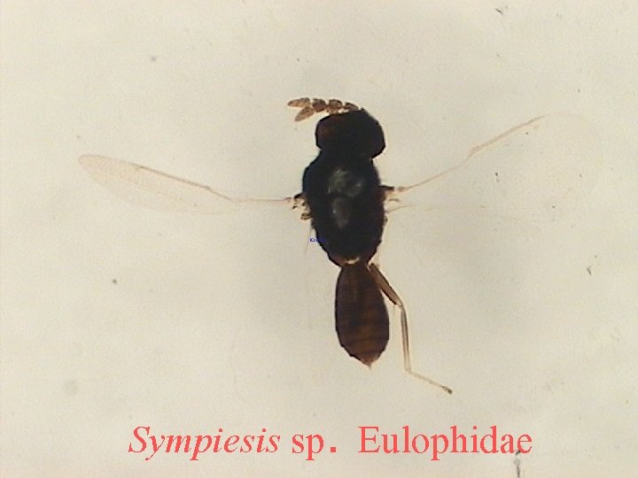 Sympiesis sp. Eulophidae 