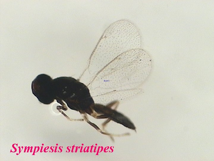 Sympiesis striatipes 