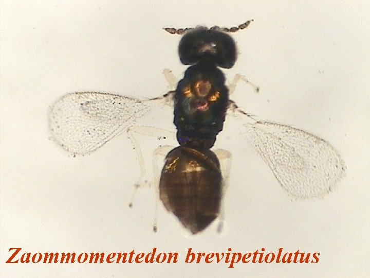 Zaommomentedon brevipetiolatus 