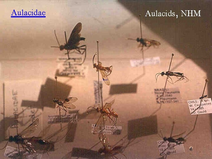 Aulacidae Aulacids, NHM 