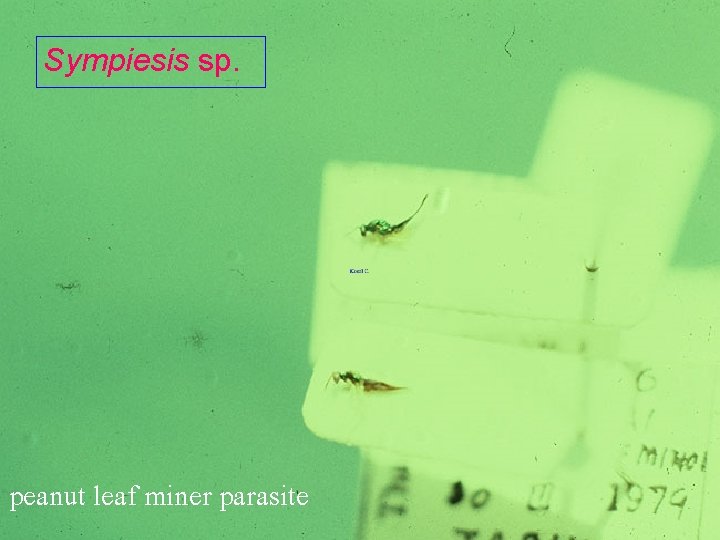 Sympiesis sp. peanut leaf miner parasite 