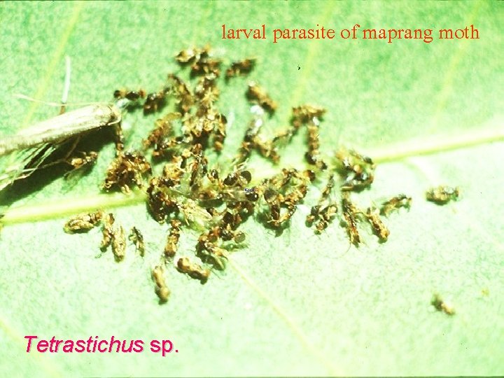 larval parasite of maprang moth Tetrastichus sp. 