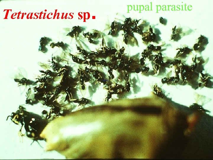 Tetrastichus sp. pupal parasite 