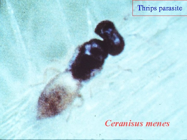 Thrips parasite Ceranisus menes 