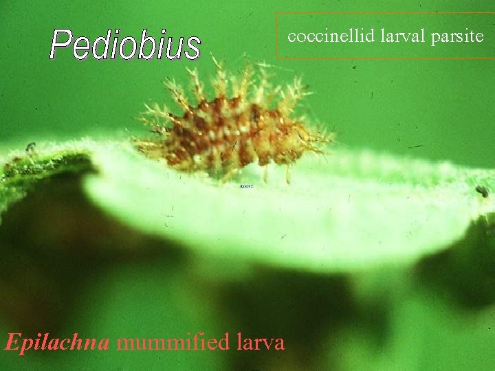 coccinellid larval parsite Epilachna mummified larva 