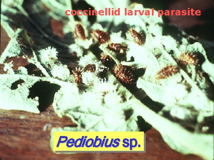 coccinellid larval parasite Pediobius sp. 