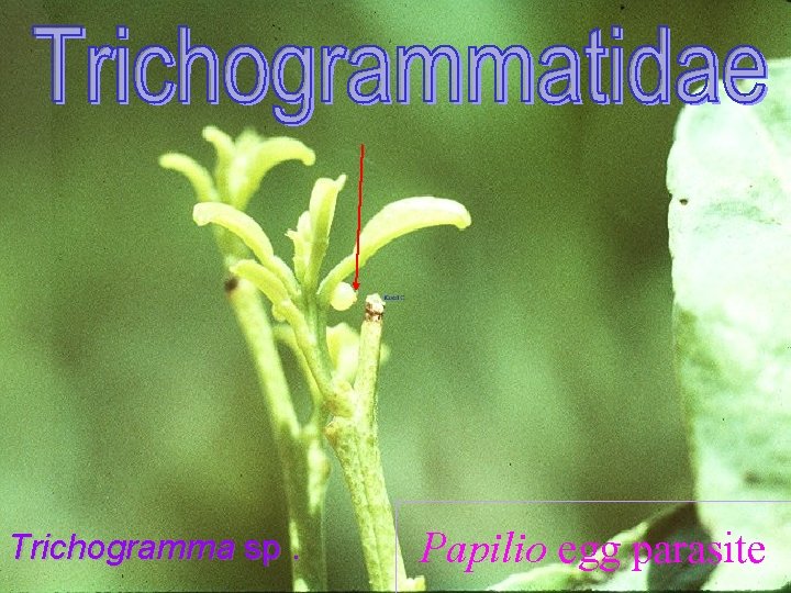 Trichogramma sp. Papilio egg parasite 