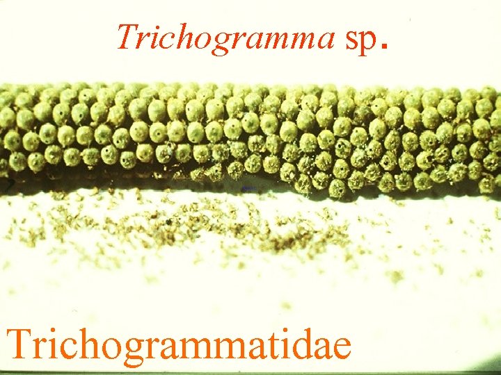 Trichogramma sp. Trichogrammatidae 