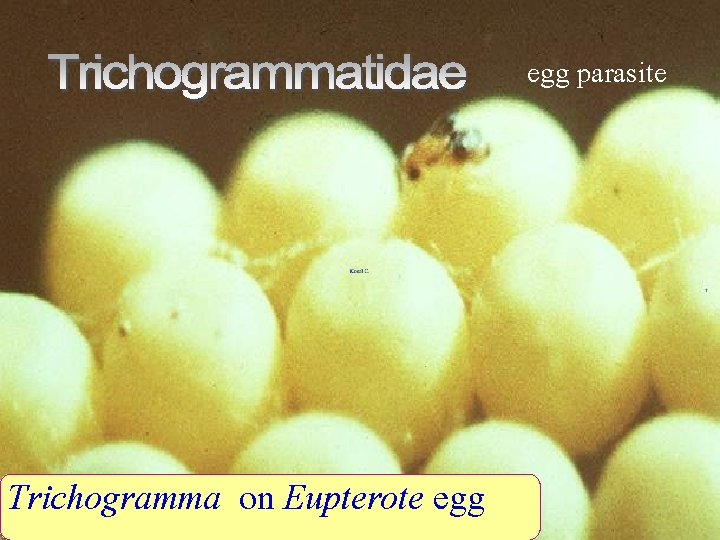 egg parasite Trichogramma on Eupterote egg 